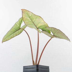 Alocasia 'Bisma Platinum' Aurea Variegated - Corming Size (wk34-L75)