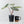 Alocasia 'Bisma Platinum' Aurea Variegated - Corming Size (wk41-L75)
