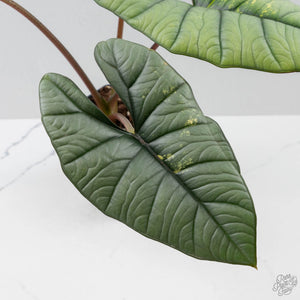 Alocasia 'Bisma Platinum' Aurea Variegated - Corming Size (wk41-L75)
