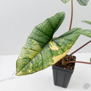 Alocasia 'Bisma Platinum' Aurea Variegated - Corming Size (wk41-L75)