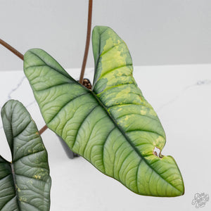 Alocasia 'Bisma Platinum' Aurea Variegated - Corming Size (wk41-L75)