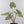 Alocasia 'Bisma Platinum' Aurea Variegated - Corming Size (wk41-L75)