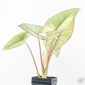 Alocasia 'Bisma Platinum' Aurea Variegated (wk21-Q) *Corming Size*