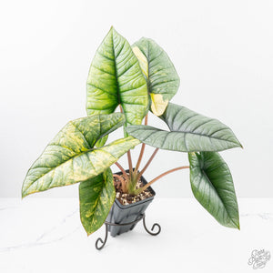 Alocasia 'Bisma Platinum' Aurea Variegated (wk21-Q) *Corming Size*