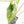 Alocasia 'Bisma Platinum' Aurea Variegated (wk21-Q) *Corming Size*