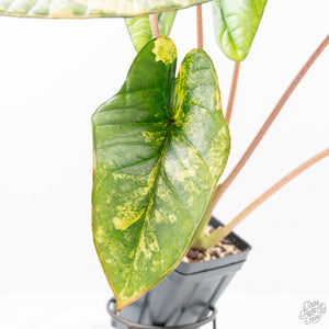 Alocasia 'Bisma Platinum' Aurea Variegated (wk21-Q) *Corming Size*