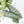 Alocasia 'Bisma Platinum' Aurea Variegated (wk21-Q) *Corming Size*