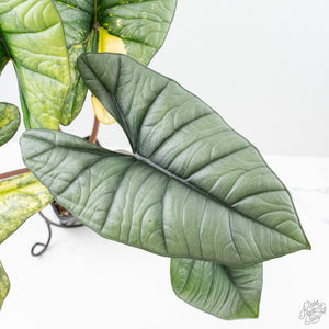 Alocasia 'Bisma Platinum' Aurea Variegated (wk21-Q) *Corming Size*