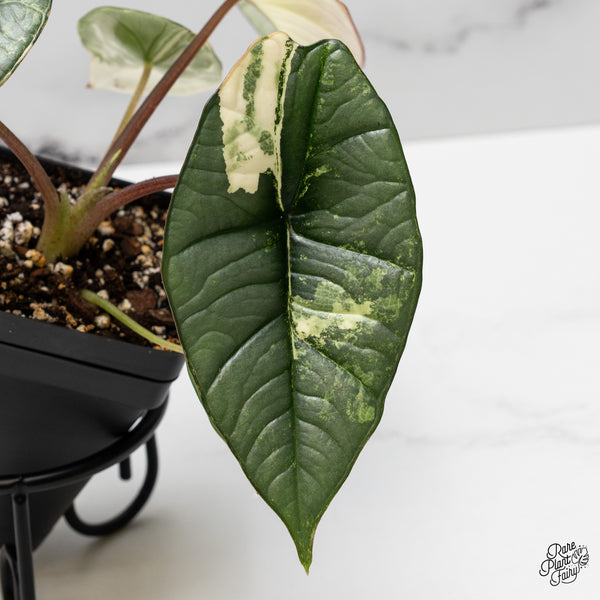 Alocasia 'Bisma Platinum' Albo Variegated (wk52-C)