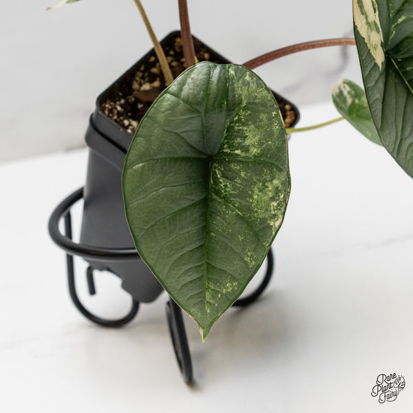 Alocasia 'Bisma Platinum' Albo Variegated (wk52-C)