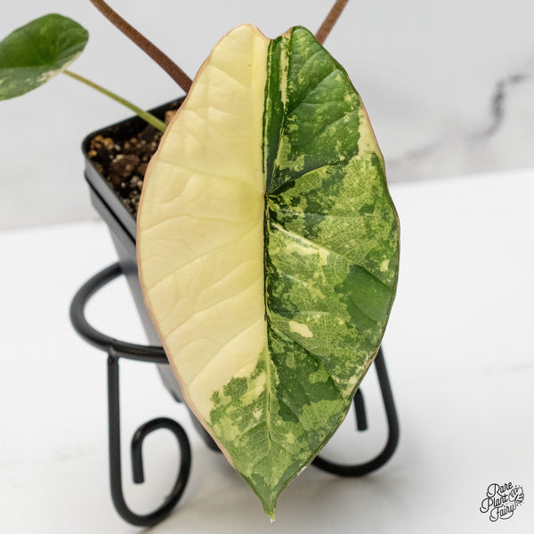Alocasia 'Bisma Platinum' Albo Variegated (wk52-C)