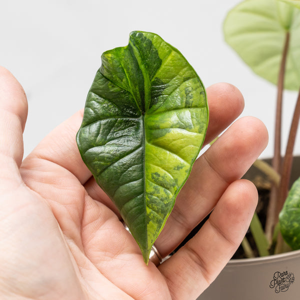 Alocasia 'Bisma Platinum' Aurea Variegated (wk51-V) *Corming Size*