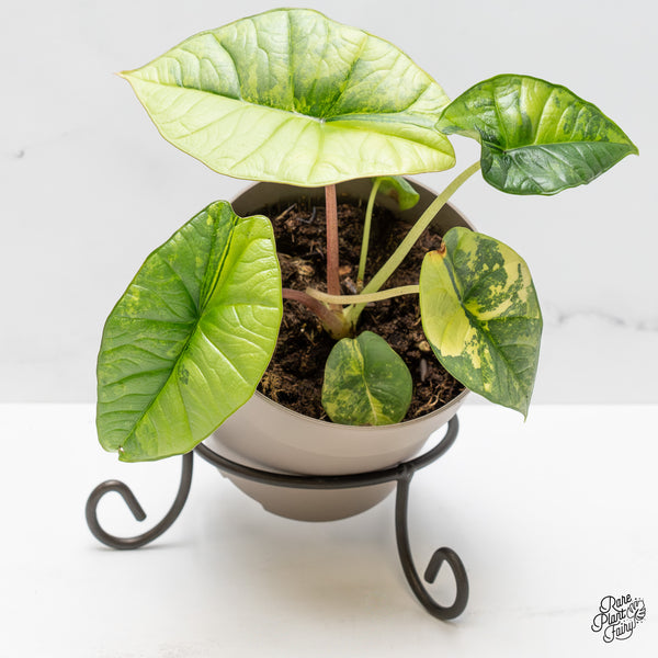 Alocasia 'Bisma Platinum' Aurea Variegated (wk51-V) *Corming Size*