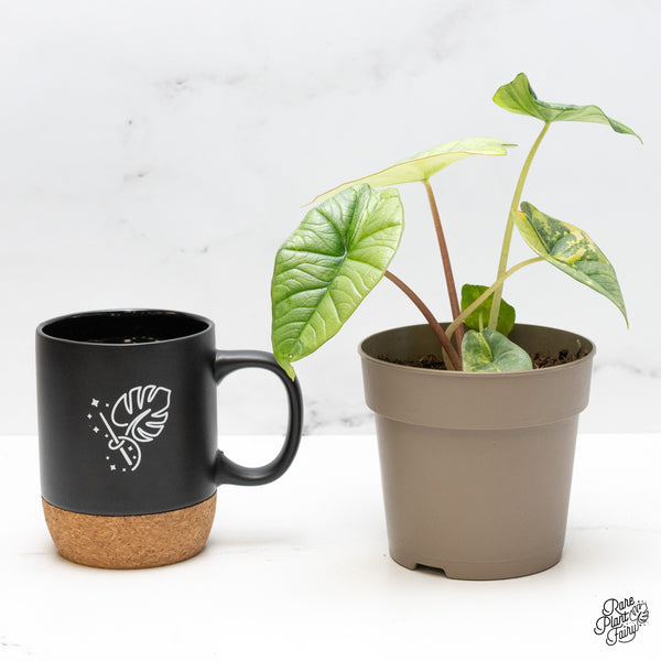 Alocasia 'Bisma Platinum' Aurea Variegated (wk51-V) *Corming Size*