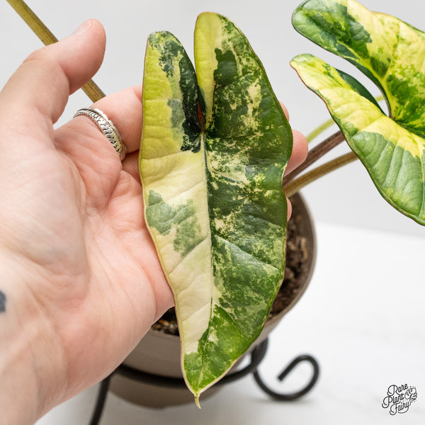 Alocasia 'Bisma Platinum' Aurea Variegated (wk1-V)
