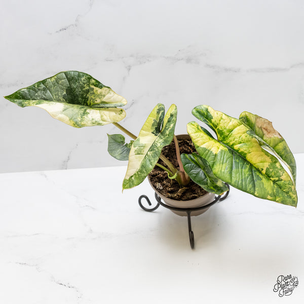 Alocasia 'Bisma Platinum' Aurea Variegated (wk1-V)