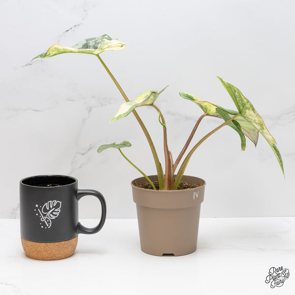 Alocasia 'Bisma Platinum' Aurea Variegated (wk1-V)