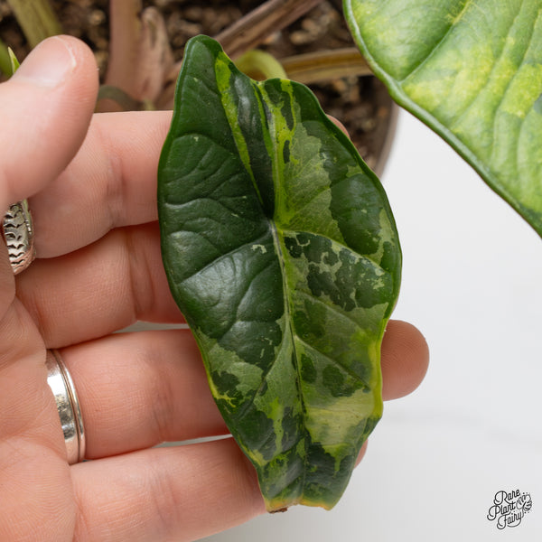 Alocasia 'Bisma Platinum' Aurea Variegated (wk1-V)