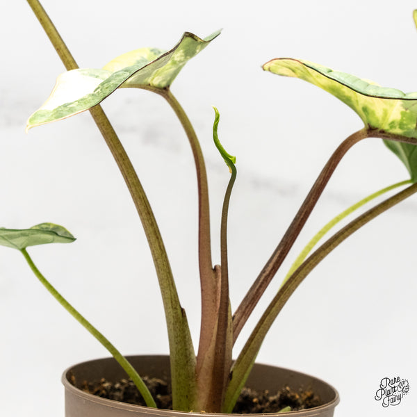 Alocasia 'Bisma Platinum' Aurea Variegated (wk1-V)