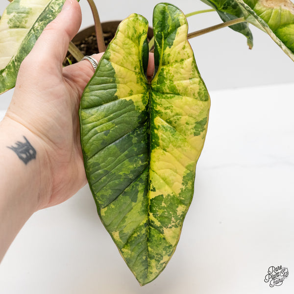Alocasia 'Bisma Platinum' Aurea Variegated (wk1-V)