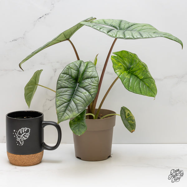 Alocasia 'Bisma Platinum' Aurea/Green Variegated (wk2-UO)