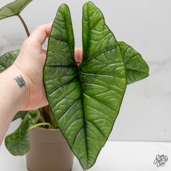 Alocasia 'Bisma Platinum' Aurea/Green Variegated (wk2-UO)