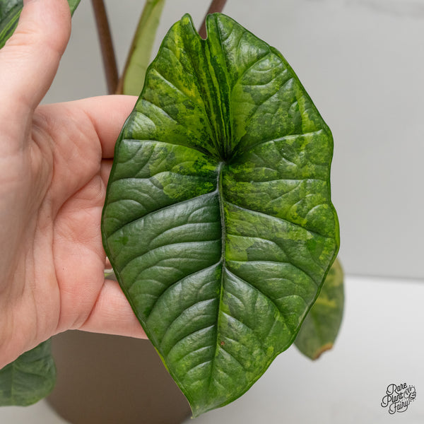 Alocasia 'Bisma Platinum' Aurea/Green Variegated (wk2-UO)