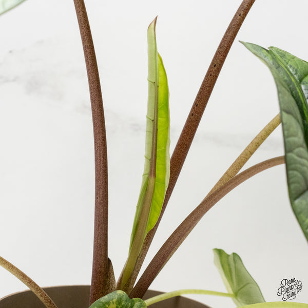 Alocasia 'Bisma Platinum' Aurea/Green Variegated (wk2-UO)