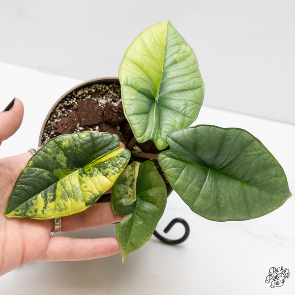 Alocasia 'Bisma Platinum' Aurea/Green Variegated (wk3-UN)