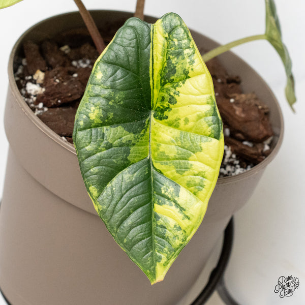 Alocasia 'Bisma Platinum' Aurea/Green Variegated (wk3-UN)