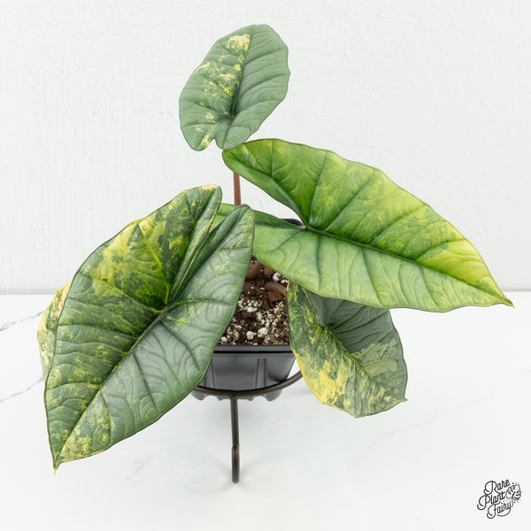 Alocasia 'Bisma Platinum' Aurea Variegated (wk6-U)