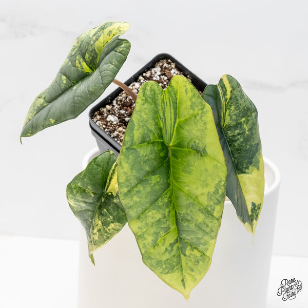 Alocasia 'Bisma Platinum' Aurea/Green Variegated (wk4-UQ) *Sport*