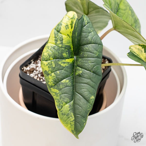 Alocasia 'Bisma Platinum' Aurea/Green Variegated (wk4-UQ) *Sport*