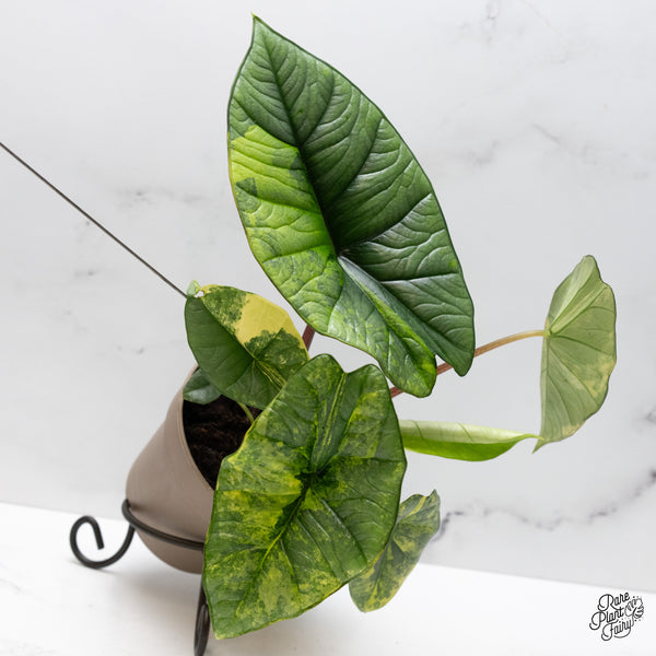 Alocasia 'Bisma Platinum' Aurea Variegated (wk47-UJ) *Corming Size*