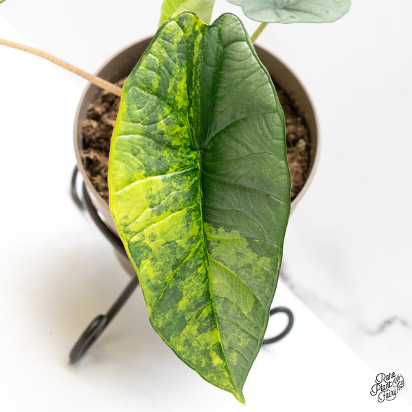 Alocasia 'Bisma Platinum' Aurea Variegated (wk49-O)