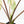 Alocasia 'Bisma Platinum' Aurea Variegated - Corming Size (wk33-L12)