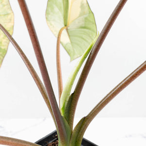 Alocasia 'Bisma Platinum' Aurea Variegated - Corming Size (wk33-L12)