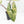 Alocasia 'Bisma Platinum' Aurea Variegated - Corming Size (wk33-L12)