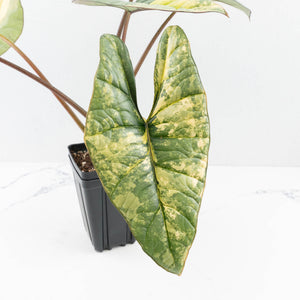 Alocasia 'Bisma Platinum' Aurea Variegated - Corming Size (wk33-L12)