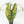 Alocasia 'Bisma Platinum' Aurea Variegated - Corming Size (wk33-L12)
