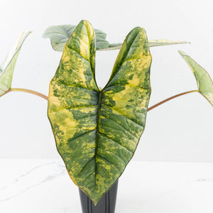 Alocasia 'Bisma Platinum' Aurea Variegated - Corming Size (wk33-L12)