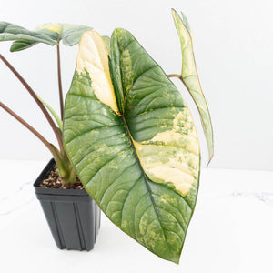 Alocasia 'Bisma Platinum' Aurea Variegated - Corming Size (wk33-L12)