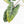 Alocasia 'Bisma Platinum' Aurea Variegated - Corming Size (wk33-L12)