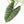 Alocasia 'Bisma Platinum' Aurea Variegated - Corming Size (wk33-L12)