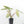 Alocasia 'Bisma Platinum' Aurea Variegated - Corming Size (wk33-L12)