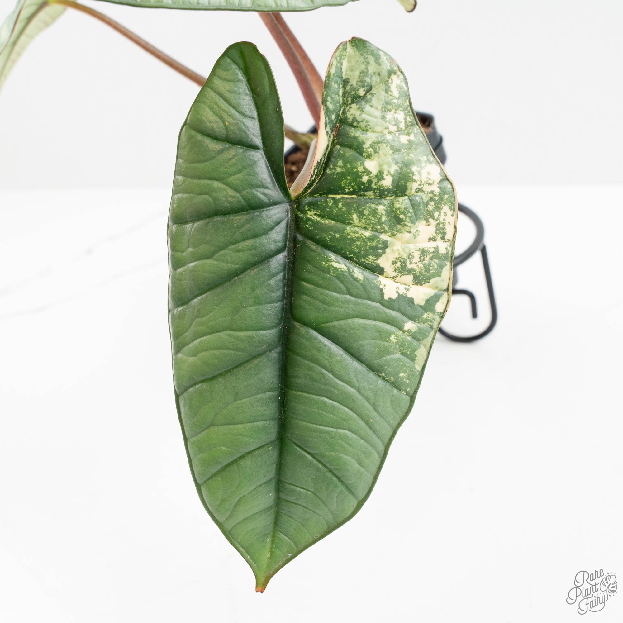 Alocasia 'Bisma Platinum' Albo Variegated (wk15-U) *Corming Size
