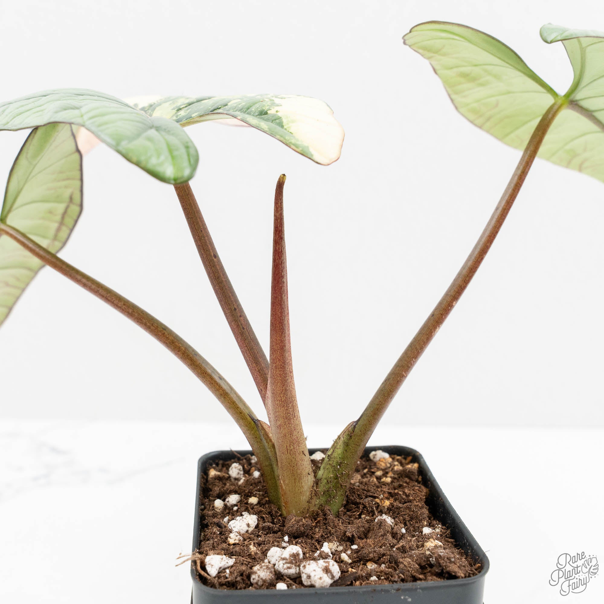 Alocasia 'Bisma Platinum' Albo Variegated (wk15-U) *Corming Size