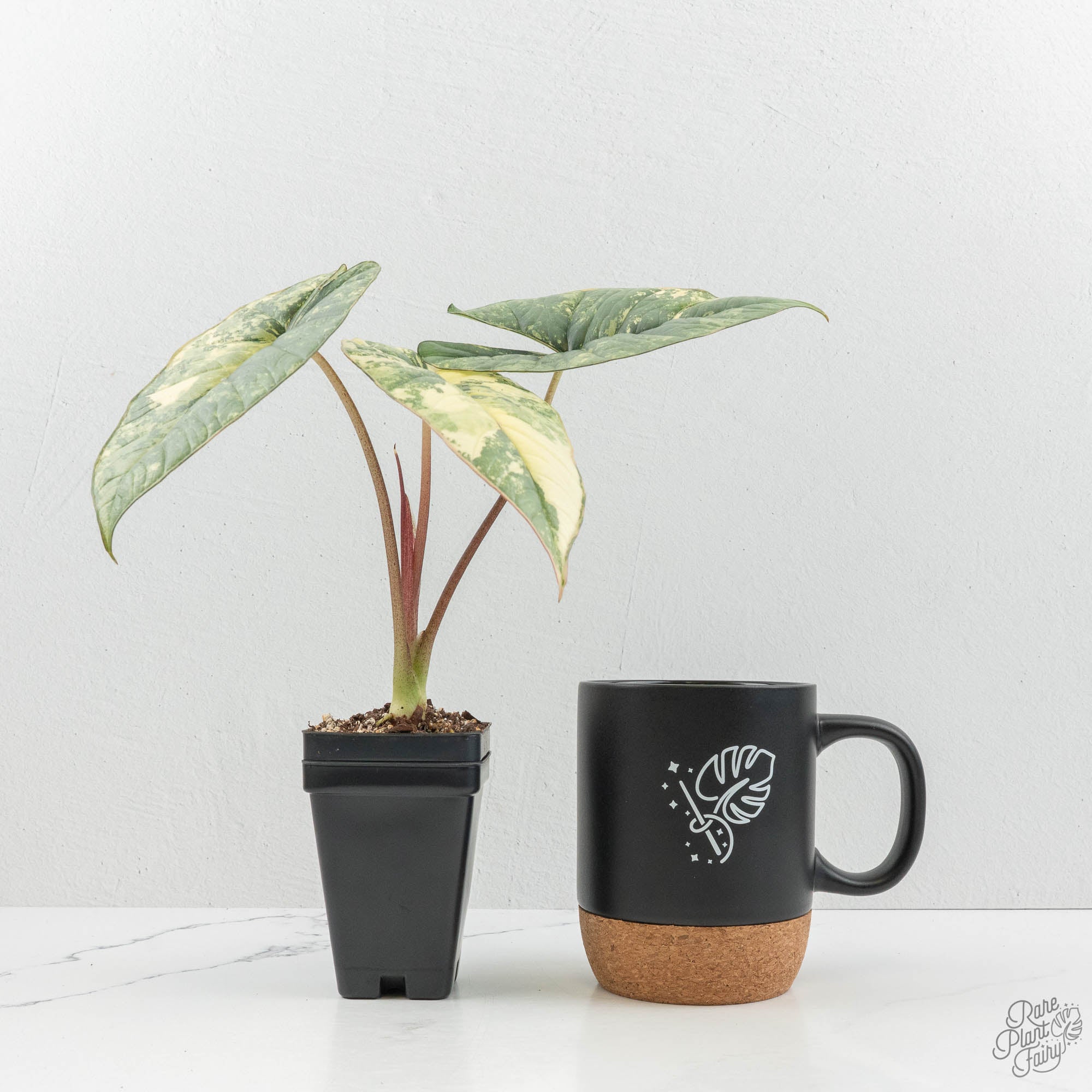 Alocasia 'Bisma Platinum' Albo Variegated (wk15-C) *Corming Size