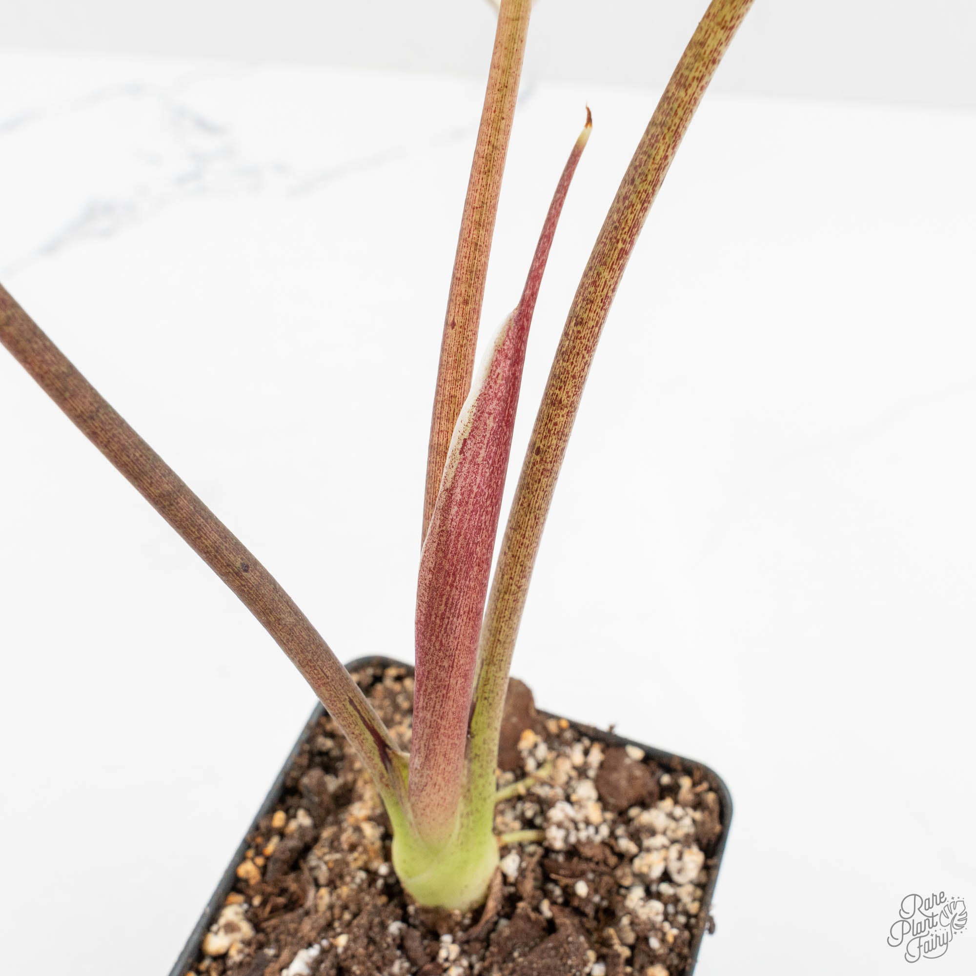 Alocasia 'Bisma Platinum' Albo Variegated (wk15-C) *Corming Size