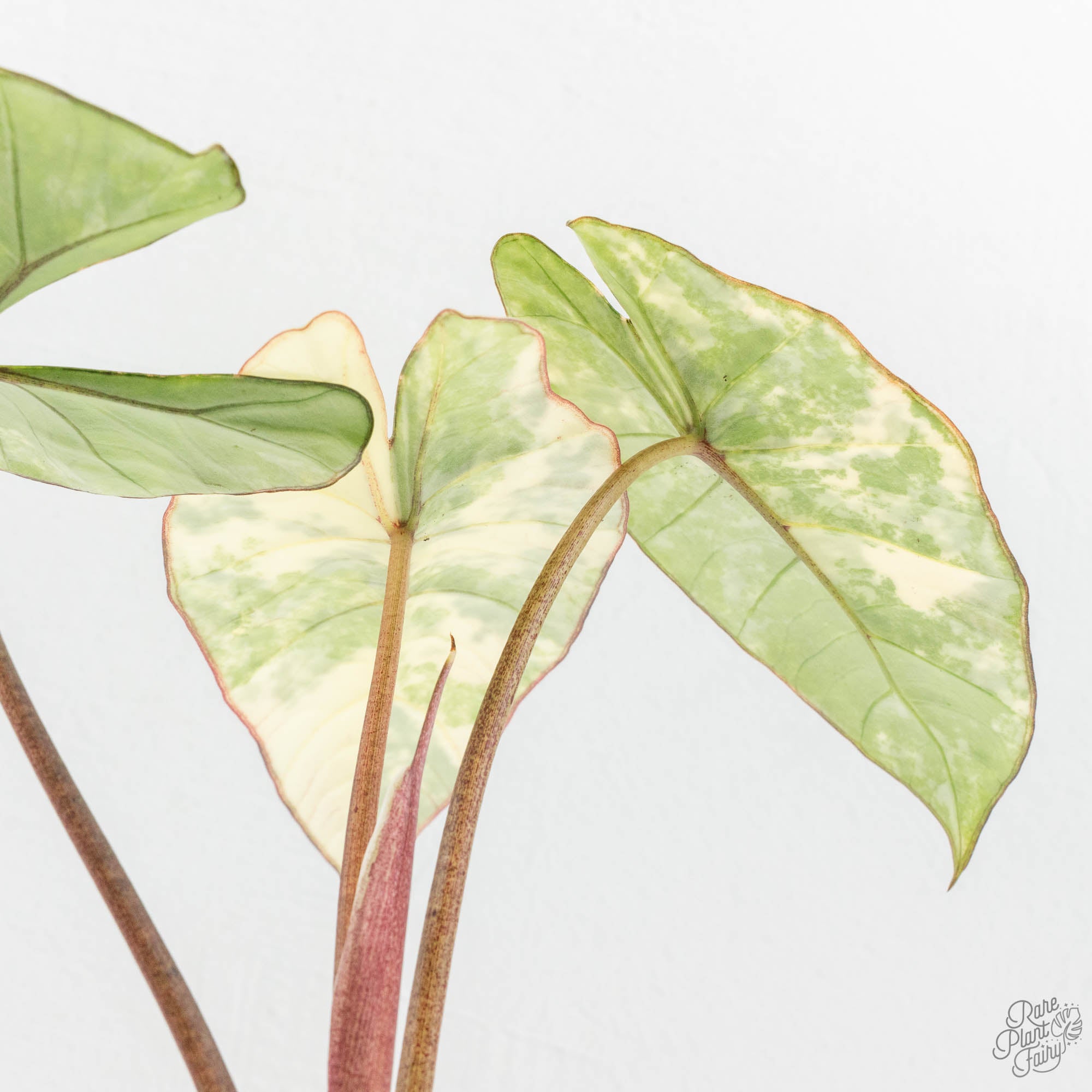 Alocasia 'Bisma Platinum' Albo Variegated (wk15-C) *Corming Size